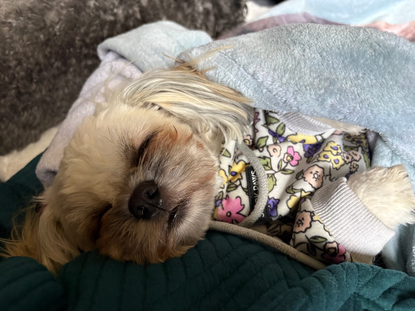 Customer photo review of Vintage Flower Dog Hoodie - Light Grey