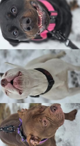 Customer photo review of Personalized Collar for Large Dog - Bully Breed