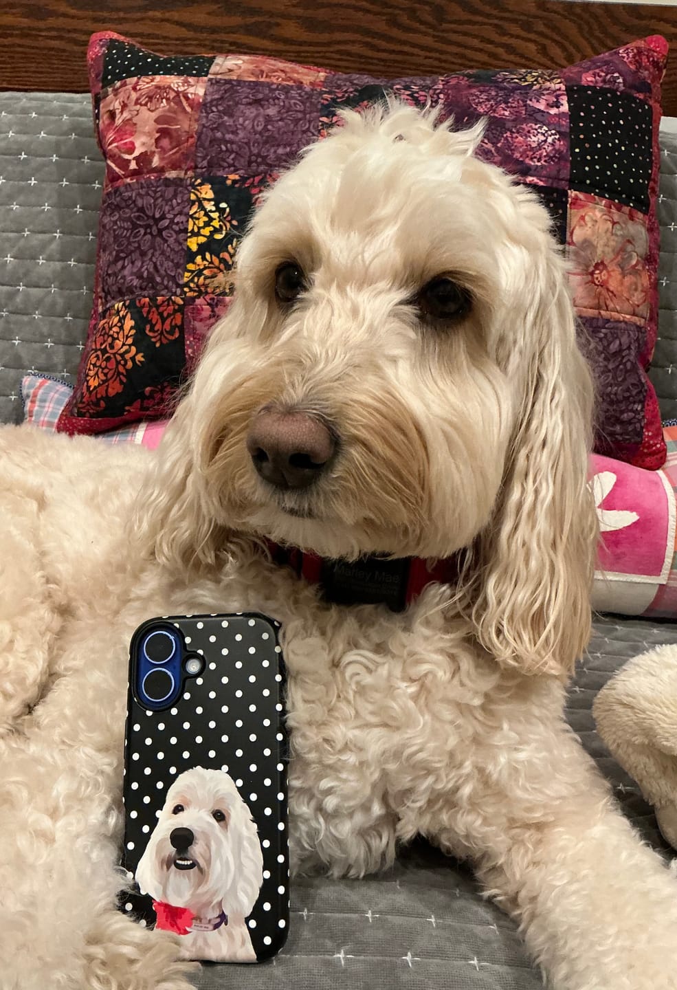 Customer photo review of Custom Pet Portrait iPhone Case - Polka Dots - NEW!