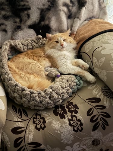 Customer photo review of 2x Blisso Advanced Cat Probiotic | Cat Probiotic for Diarrhea & Kidney Support