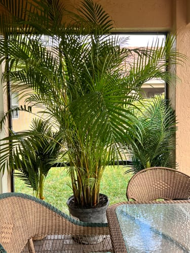 Customer's tall, leafy plant in a pot on a screened-in patio.