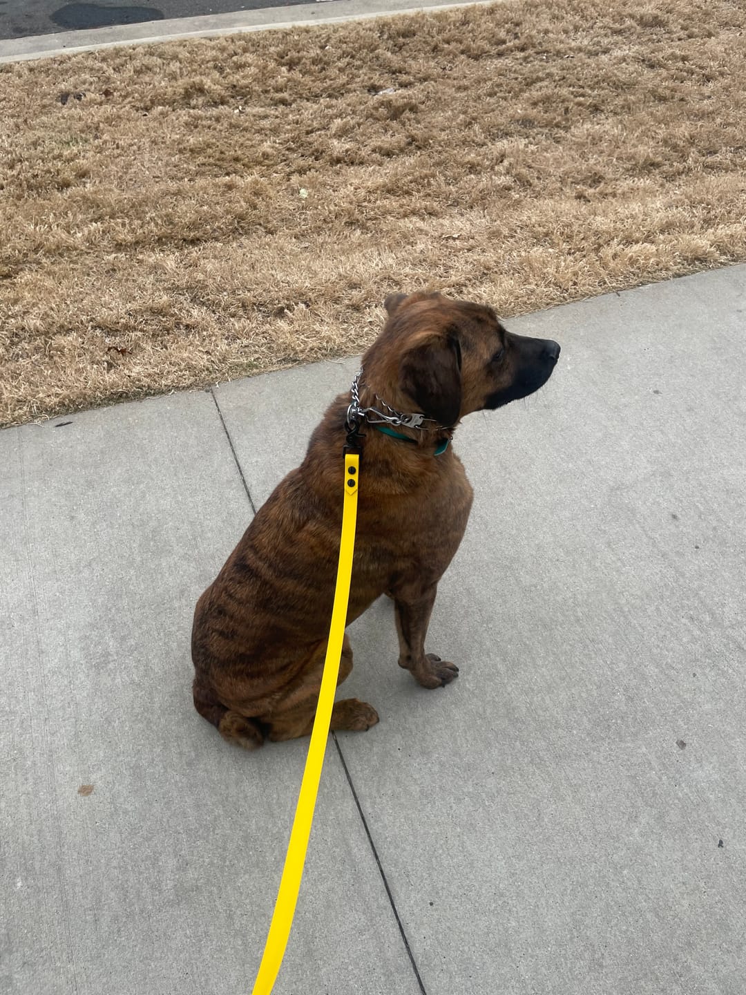 Customer photo review of Waterproof Multi-Way Dog Leash | Built with BioThane®