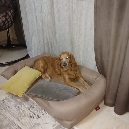 Customer photo review of Soft Foam Pet Couch - Rabbinic