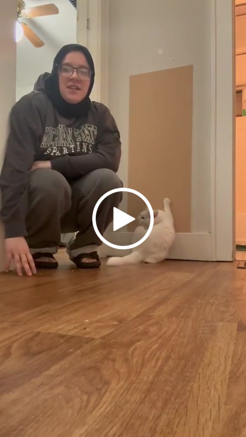 Customer video review of Multifunctional Cat Scratching Carpet