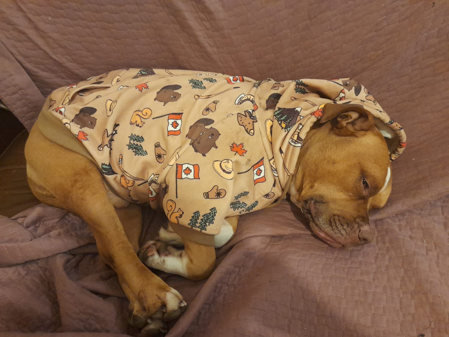 Customer photo review of The Canada Dog Hoodie