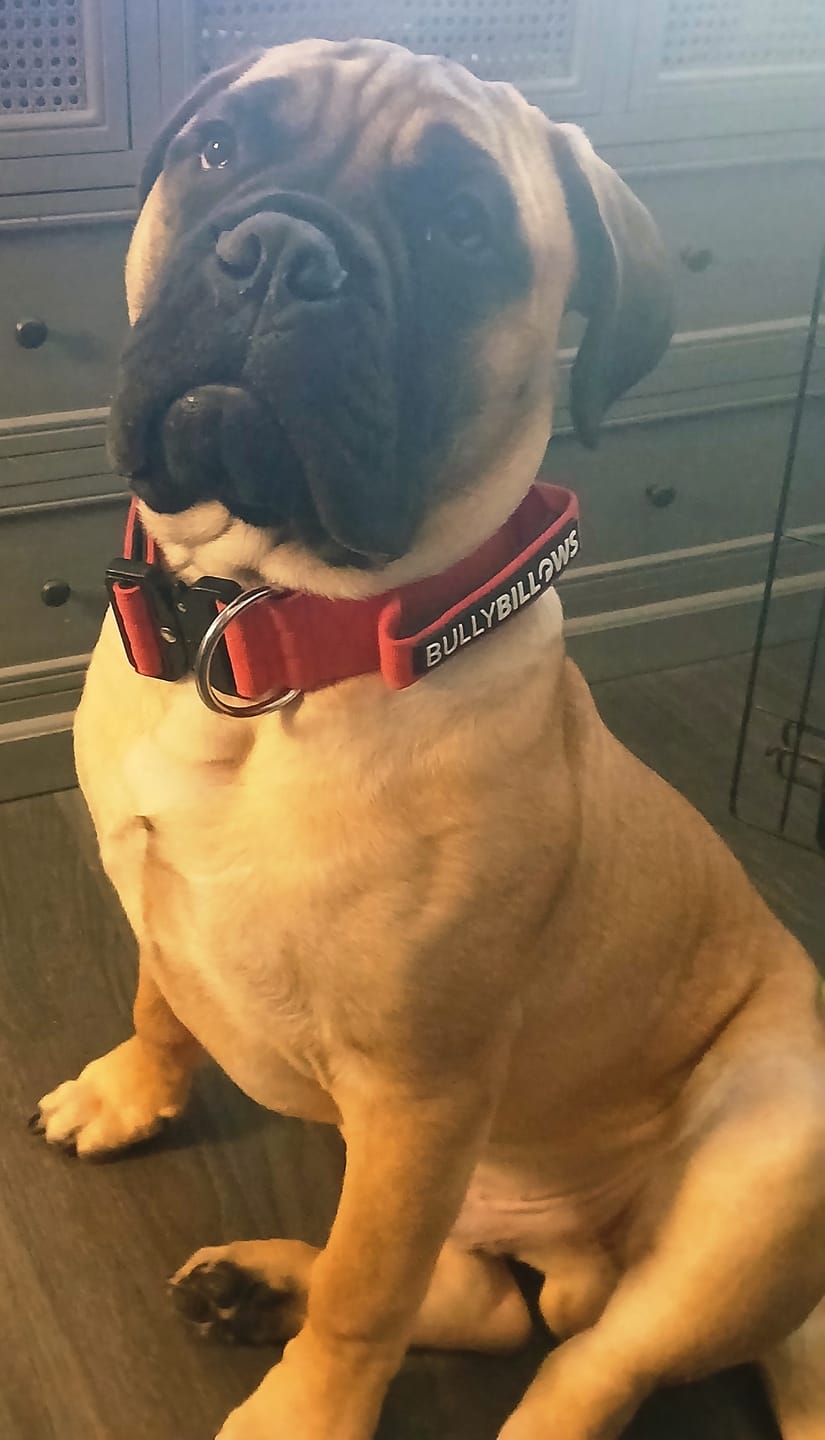 Customer photo review of 5cm Combat® Collar | With Handle & Secure Clip - Red