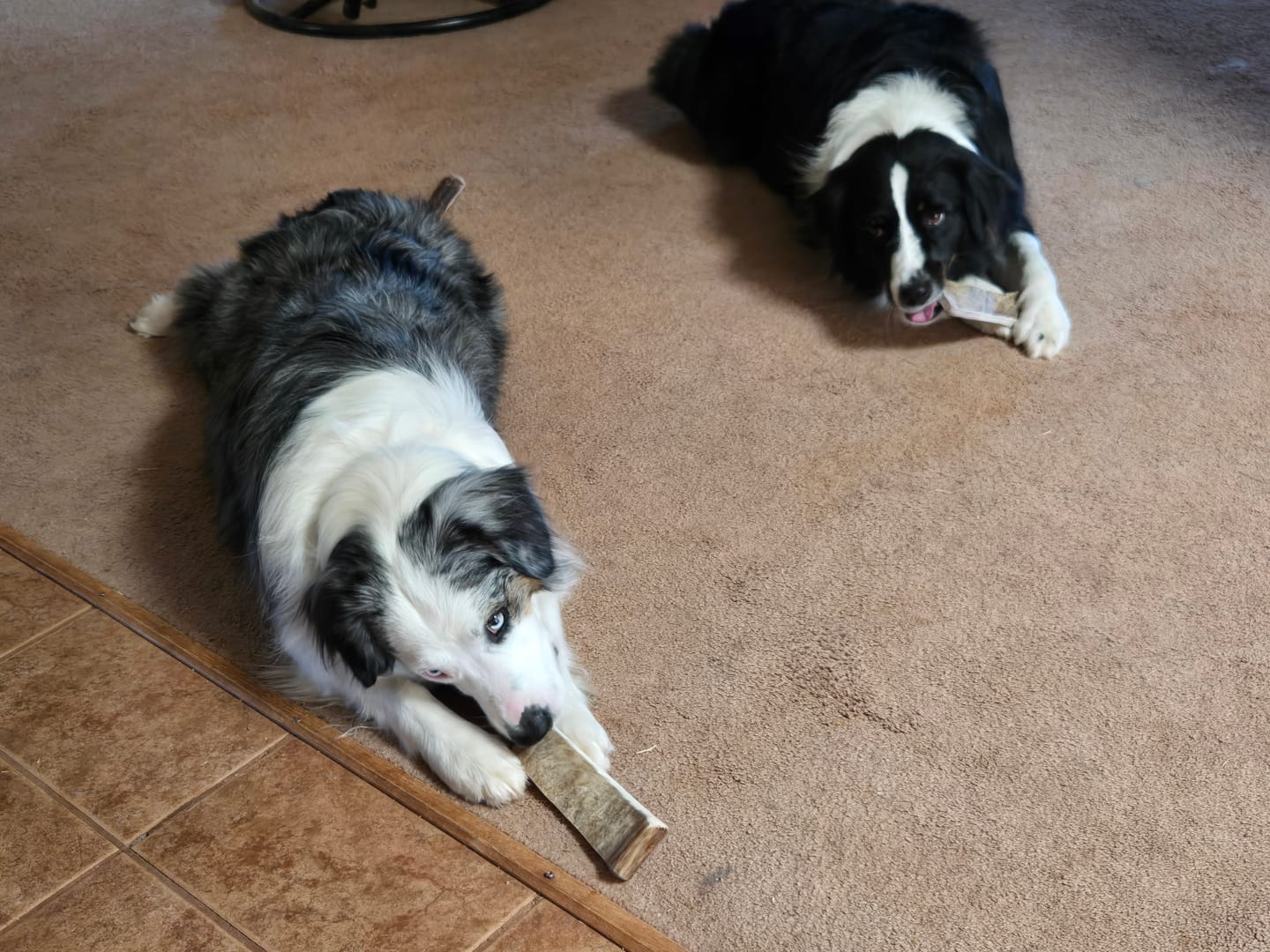 Customer photo review of Medium Moose Chew