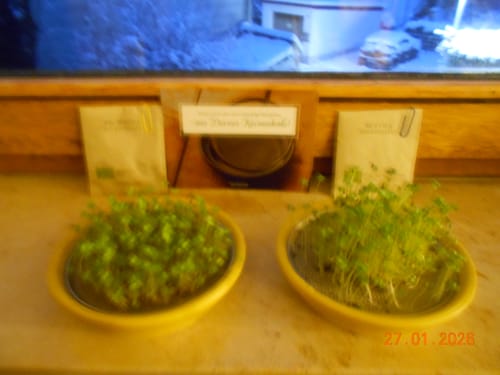 Customer photo review of Keimschale mit Bio-Sprossentrio