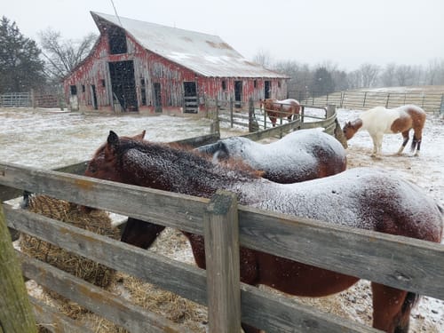 Customer photo review of 5 For $100 Deal