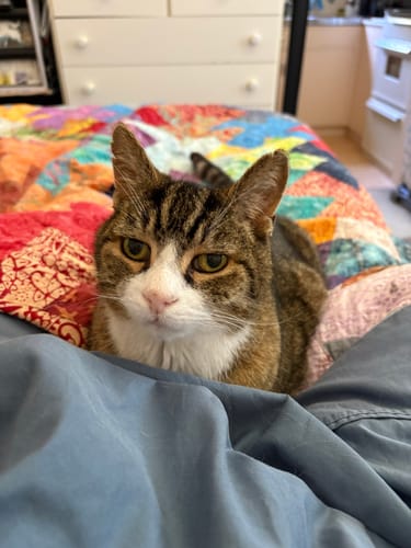 Customer photo review of 1 Month Supply - 1 Cat - One-Time Purchase