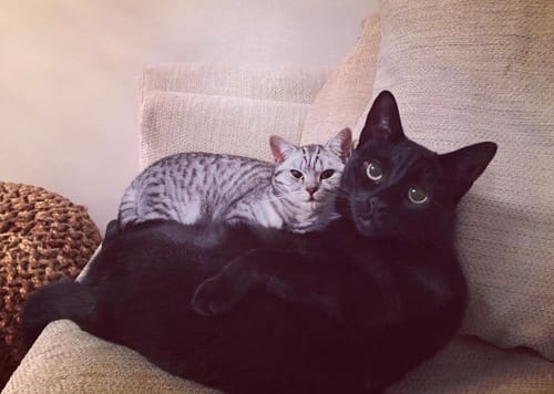 Customer photo review of 1 Month Supply – 2 Cat