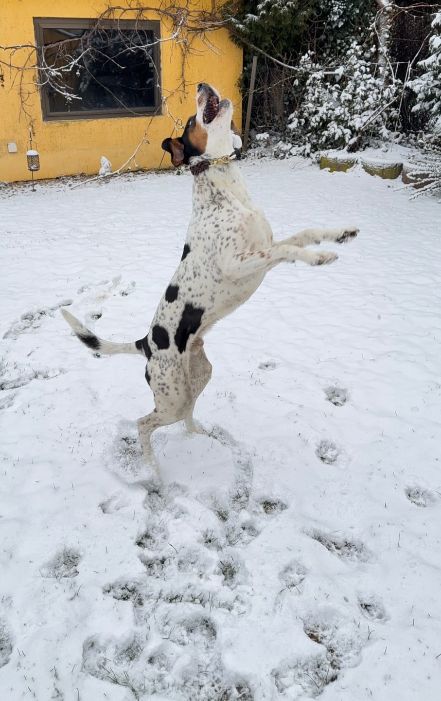Customer photo review of Wurmtest Basic Hund