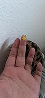 Customer photo review of 240ct Pretty Pastels Pimple Patches Hydrocolloid Patch Spot Treatment