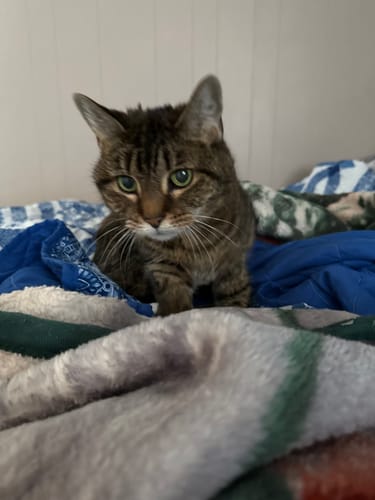 Customer photo review of 1x Blisso Advanced Cat Probiotic