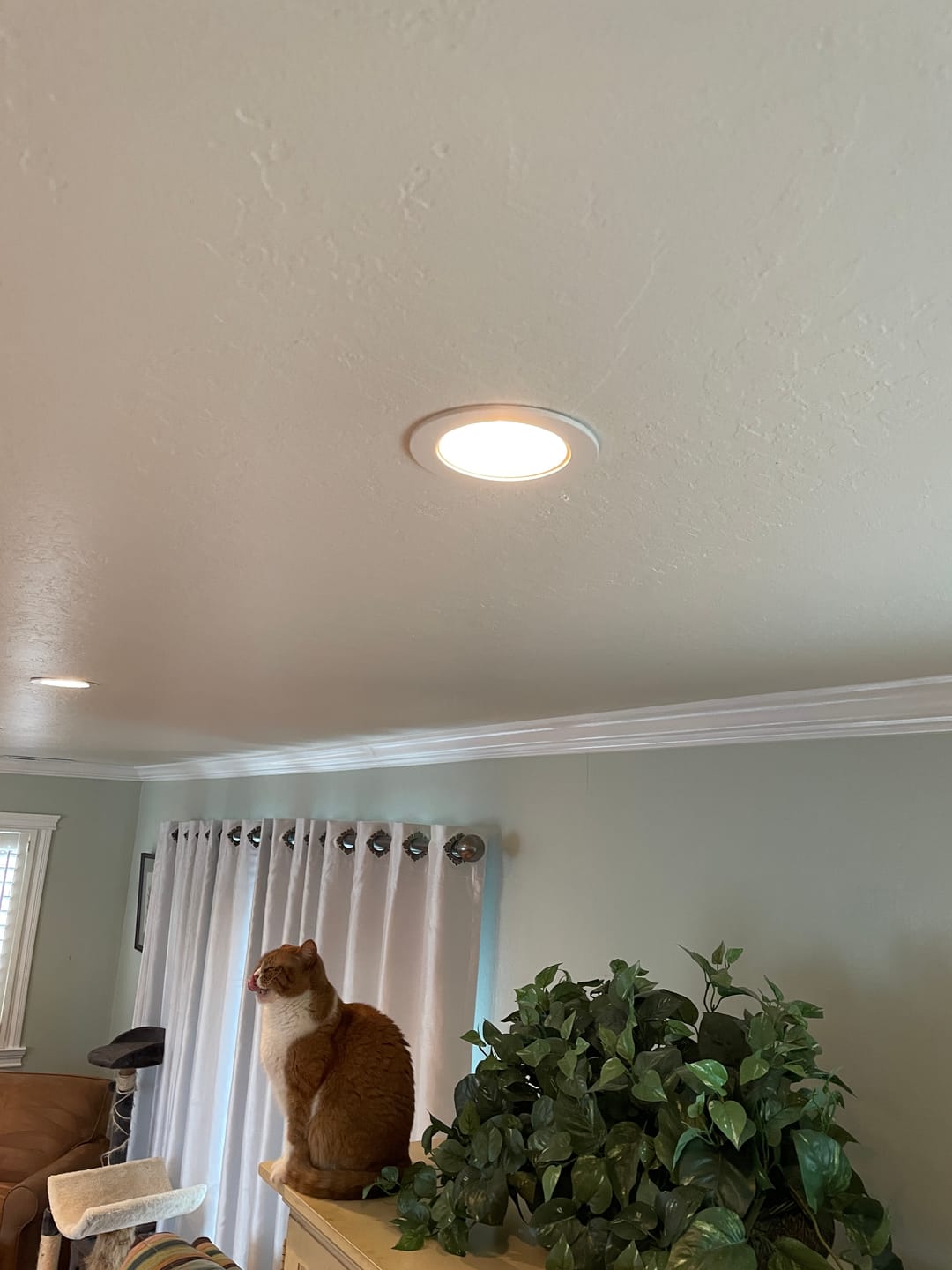 Customer photo review of 3-Pack / 6-Pack / 15-Pack Value PAR20 50W Halogen Light Bulbs – Dimmable 2700K Warm White, E26 Base for Recessed, Track, and Ceiling Lighting