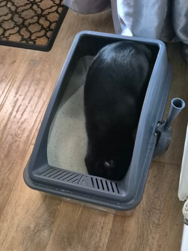 Customer photo review of 1 Month Supply – 1 Cat