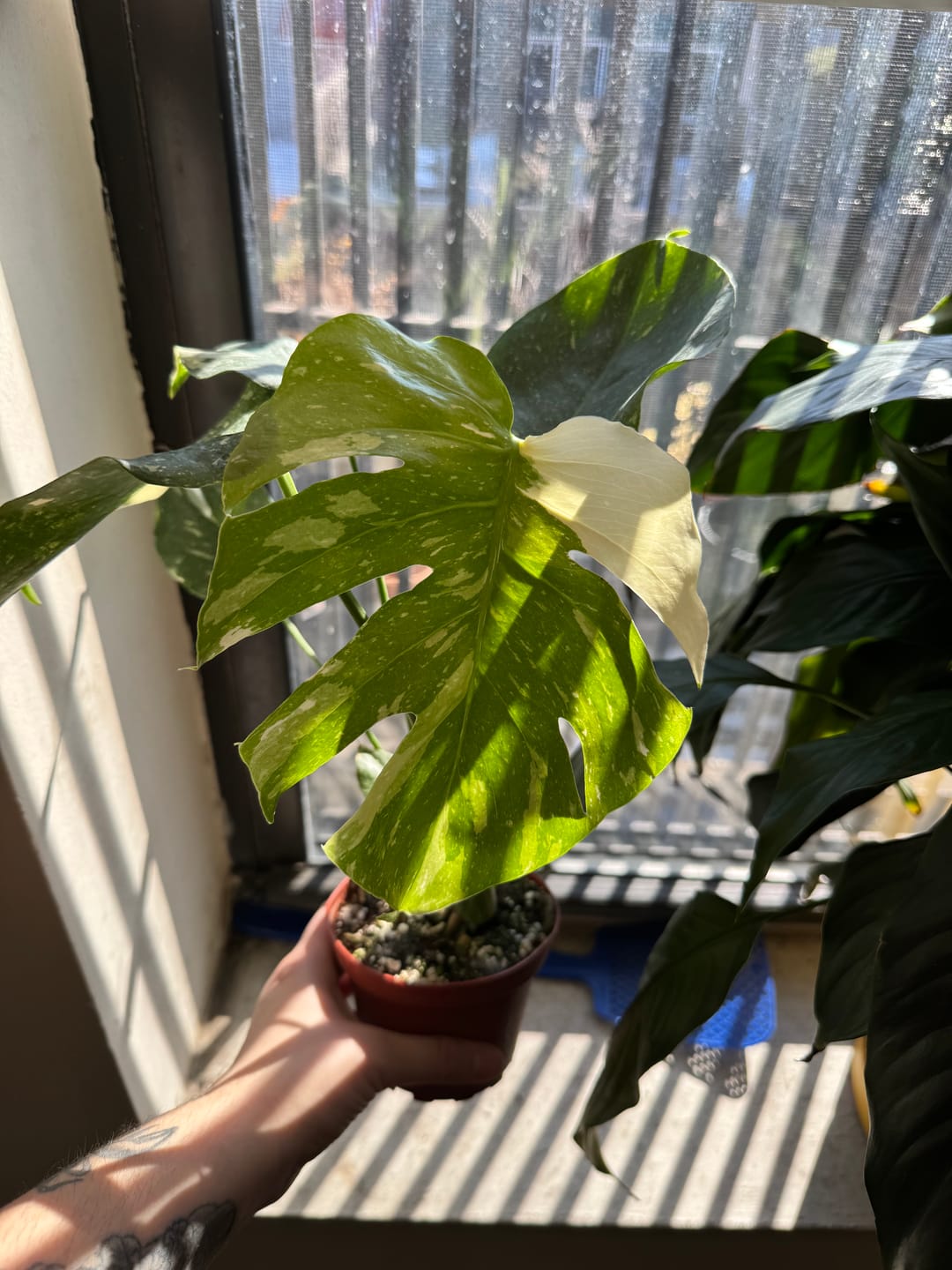 Customer photo review of Monstera deliciosa 'Thai Constellation'