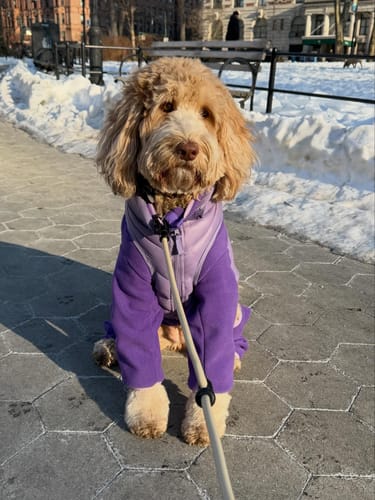 Customer photo review of Puffer Vests: New Colors