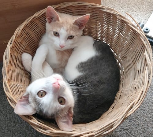 Customer photo review of Fit Litter