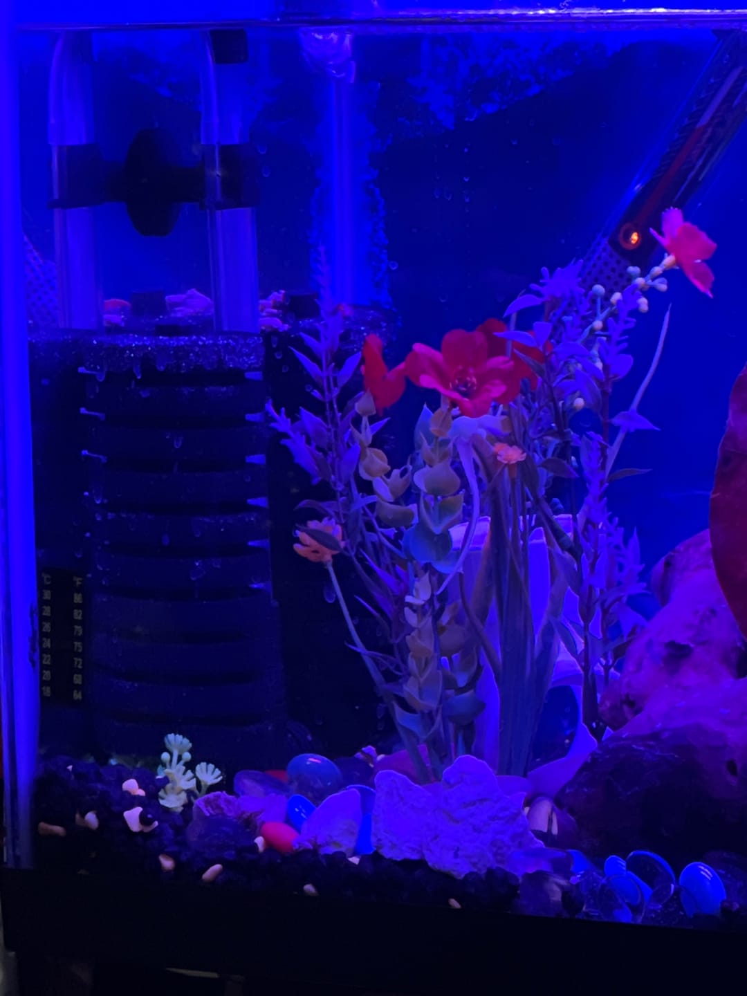 Customer photo review of Sponge Filter