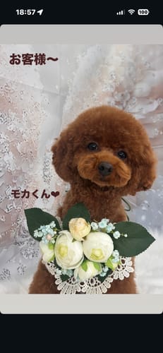 Customer photo review of FunFunPet 高機能ハーネス（お名前タグ作成サービス付き）