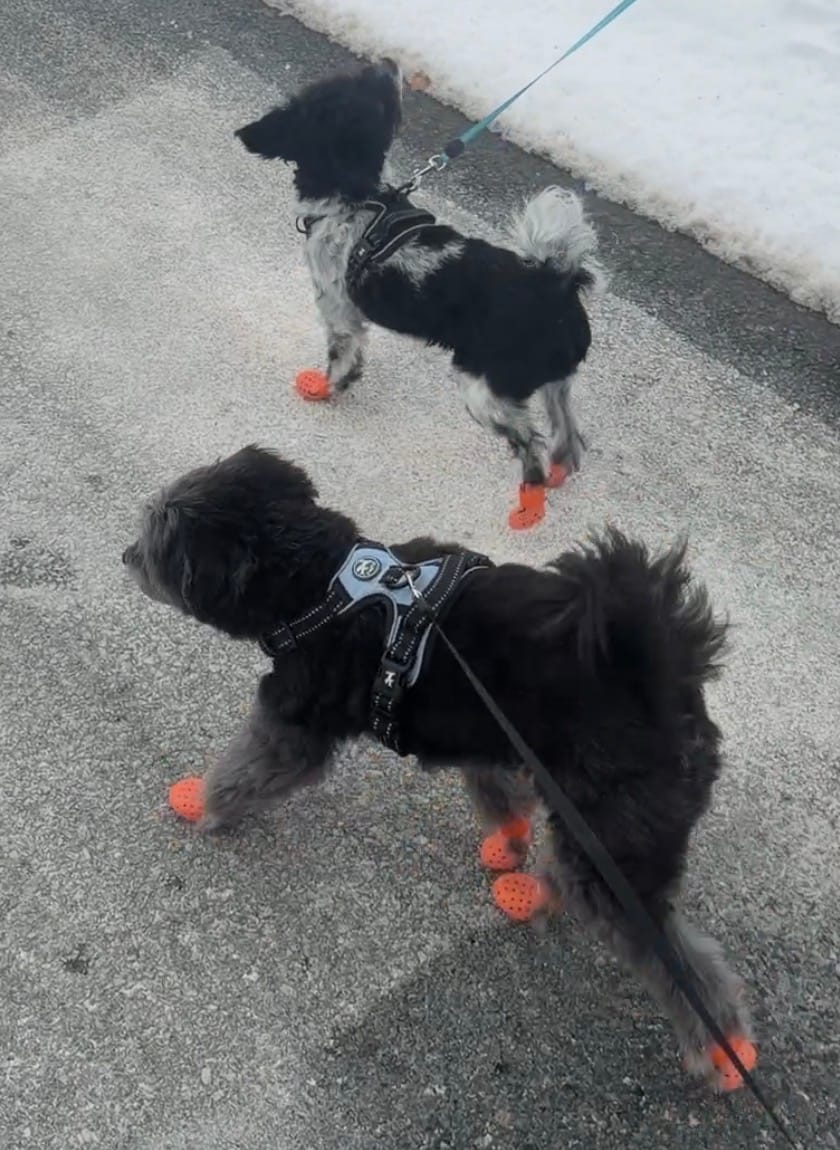 Customer photo review of WagWellies® Mojave Neon Orange
