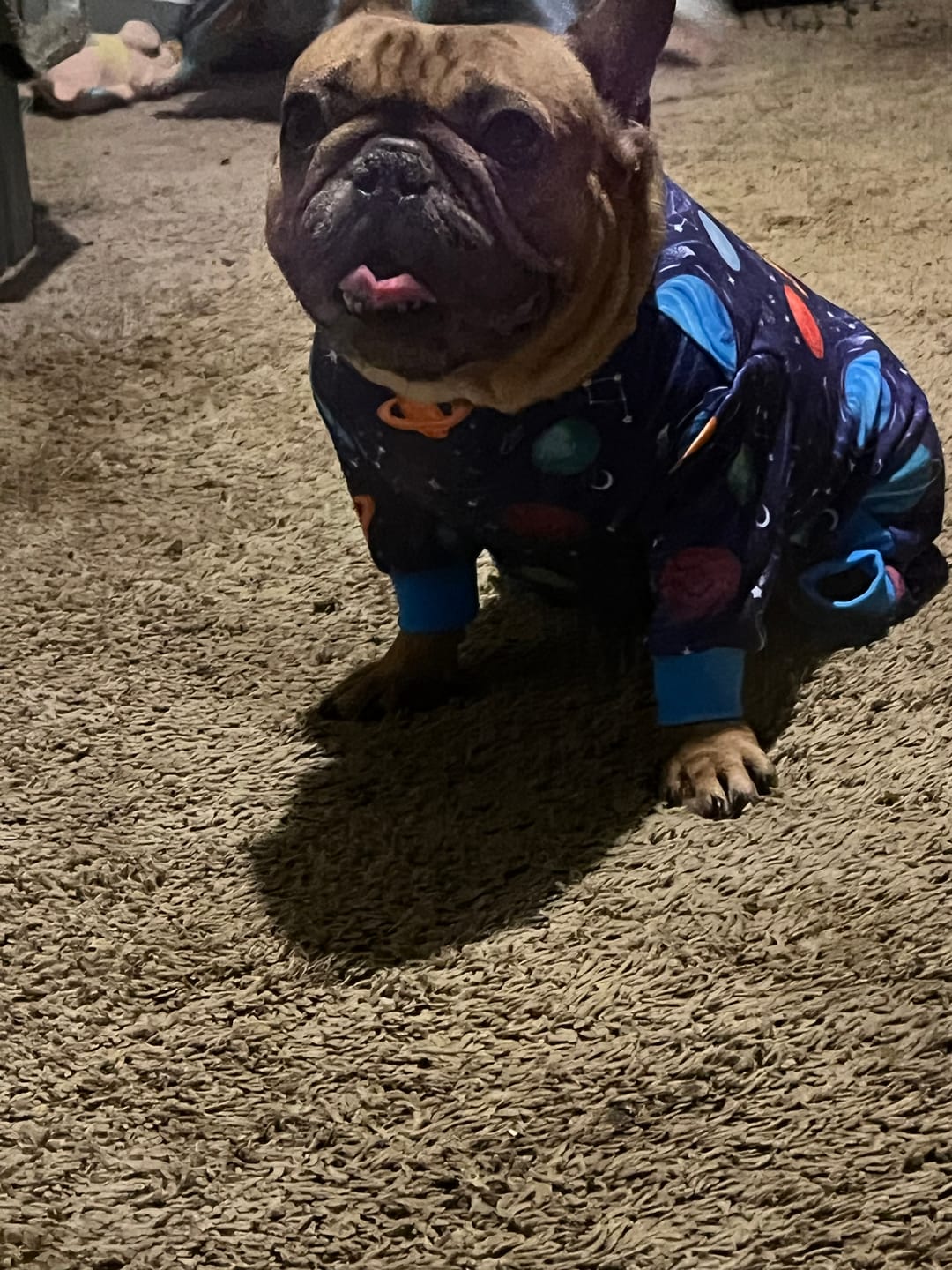 Customer photo review of Dog Pajama - Butterfly