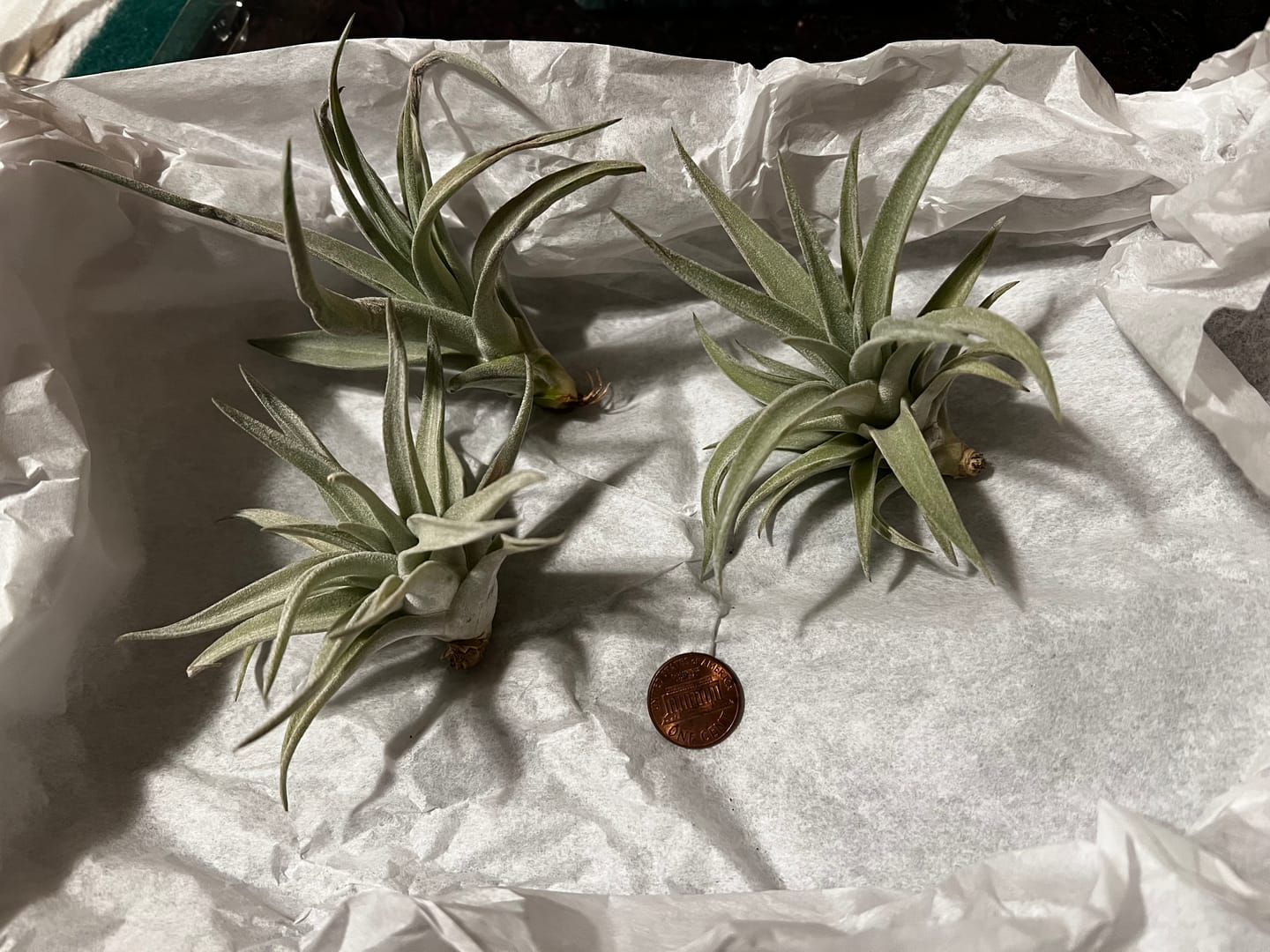 Customer photo review of Harrisii  (Easy Care Plant)  *Cannot Be Shipped Internationally*