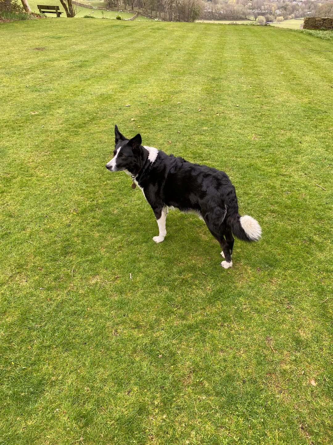 Customer photo review of Green Lipped Mussel Powder For Dogs