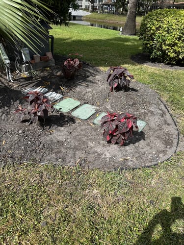 Customer's four new Red Copperleaf plants freshly planted in a circular garden bed.