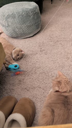 Customer photo review of FELOCITY V1