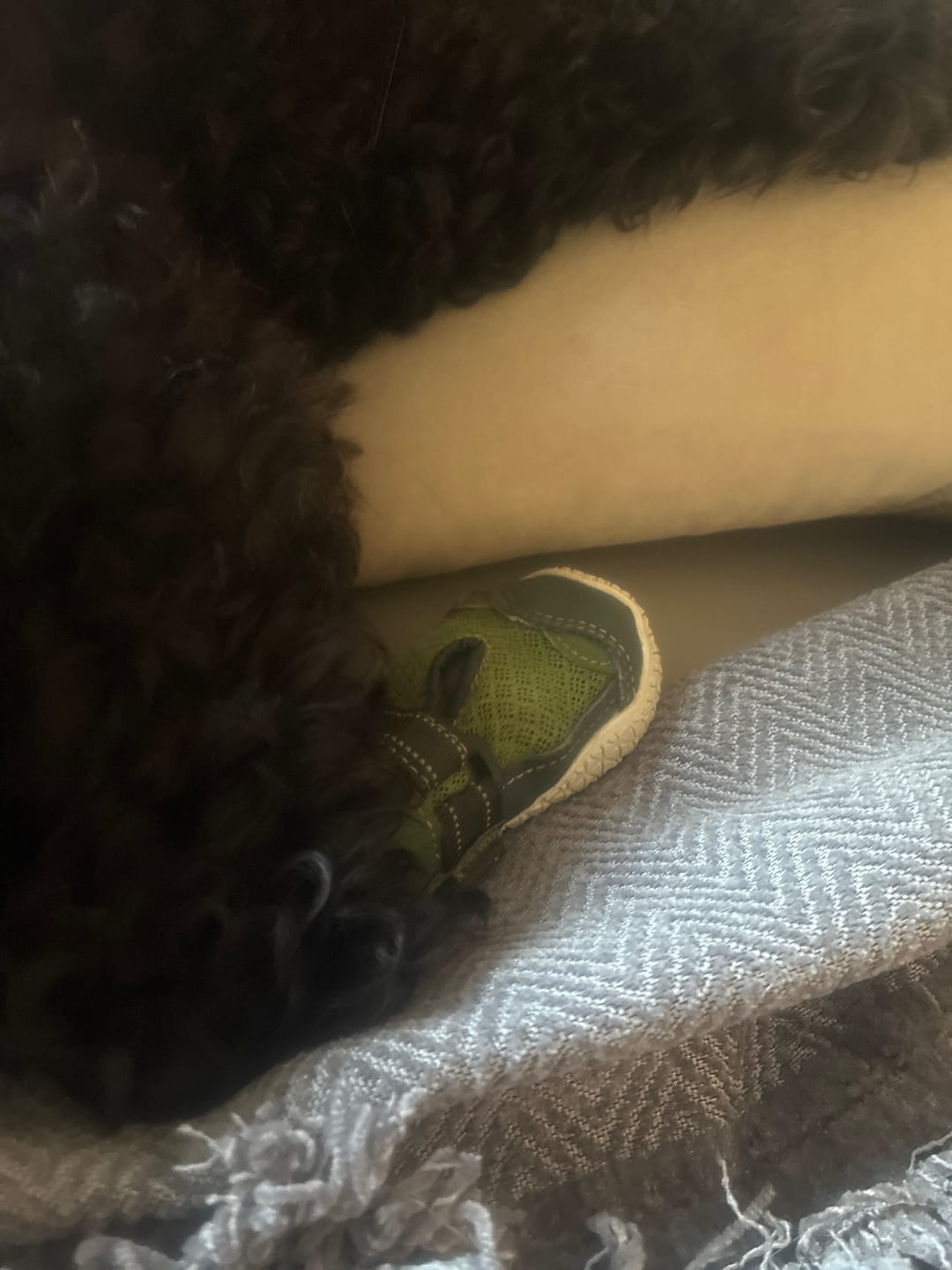 Customer photo review of Hot Pavement Pawtector Dog Shoes