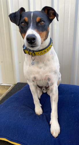 Customer photo review of Hand Made Leather Dog Collar - Ruthless Yellow & Black (Slim Fit)
