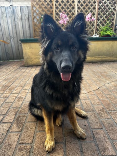 Customer photo review of Houndware Multi-Functional Anti-Bark Collar