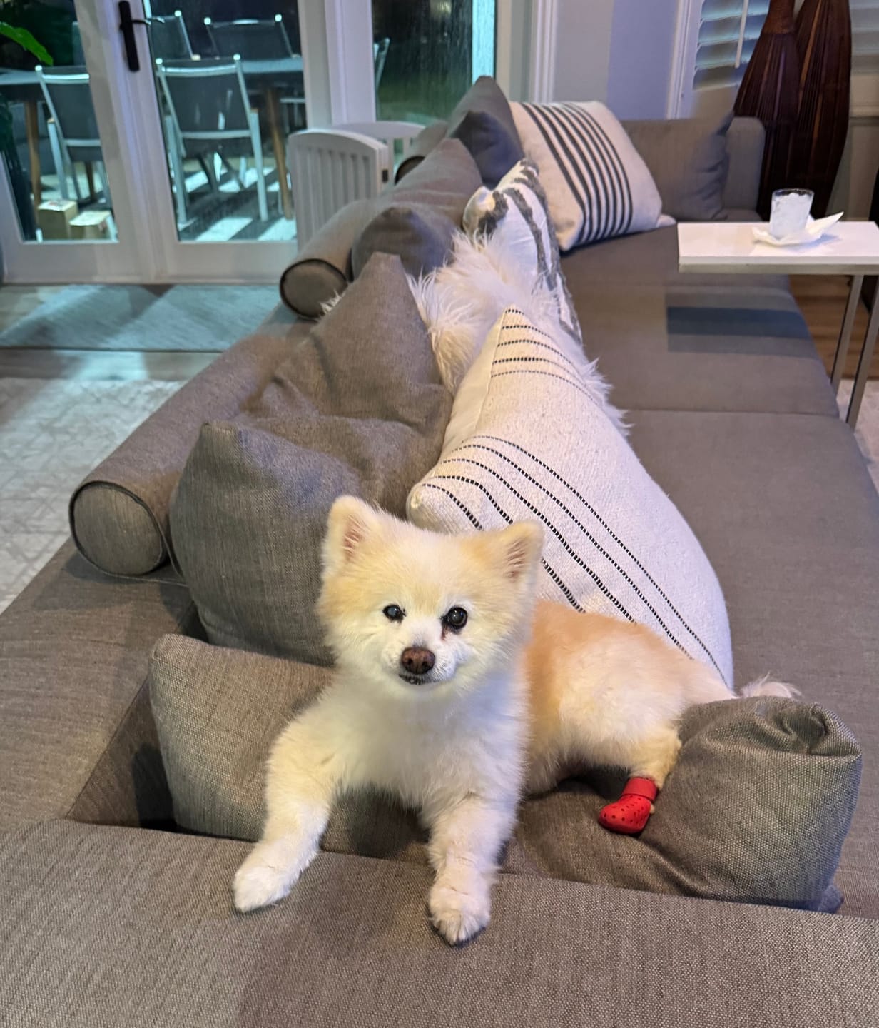 Customer photo review of WagWellie® Mojave Single
