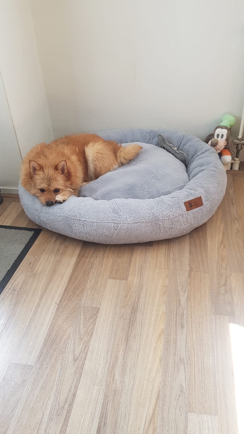 Customer photo review of Pet Perfect Hoes (ENKEL HOES) voor Orthopedische Donutmand - ZONDER VULLING