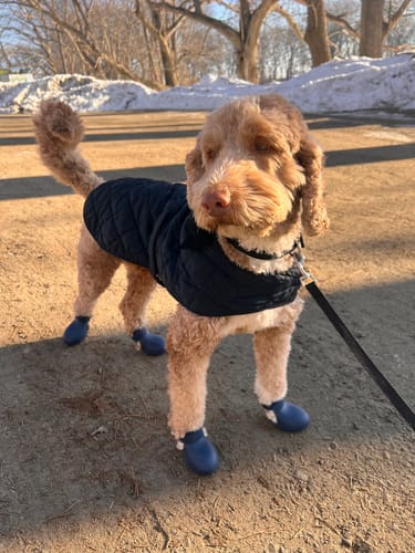 Customer photo review of WagWellies® by wagwear