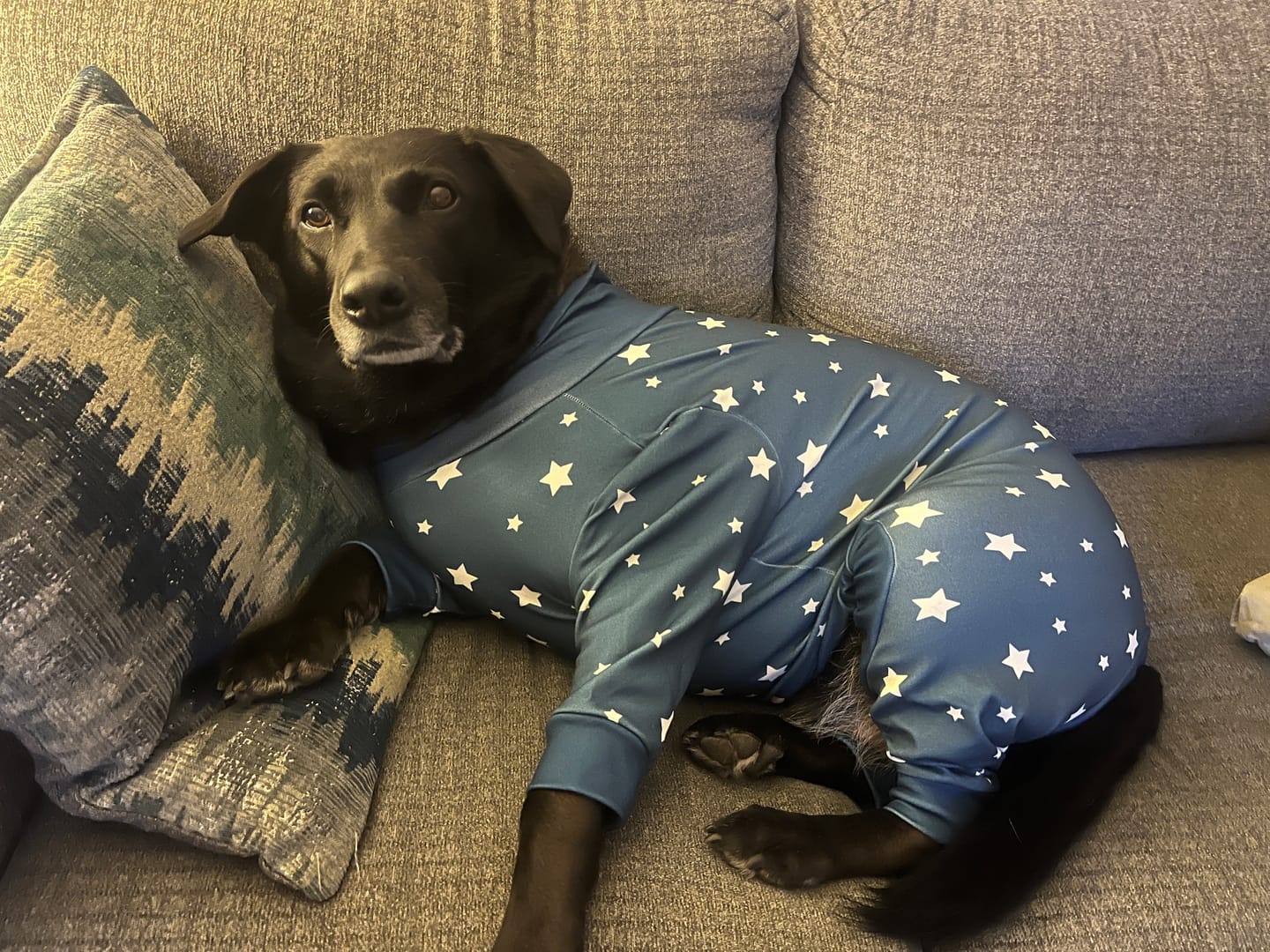 Customer photo review of Dog Pajama - Stars