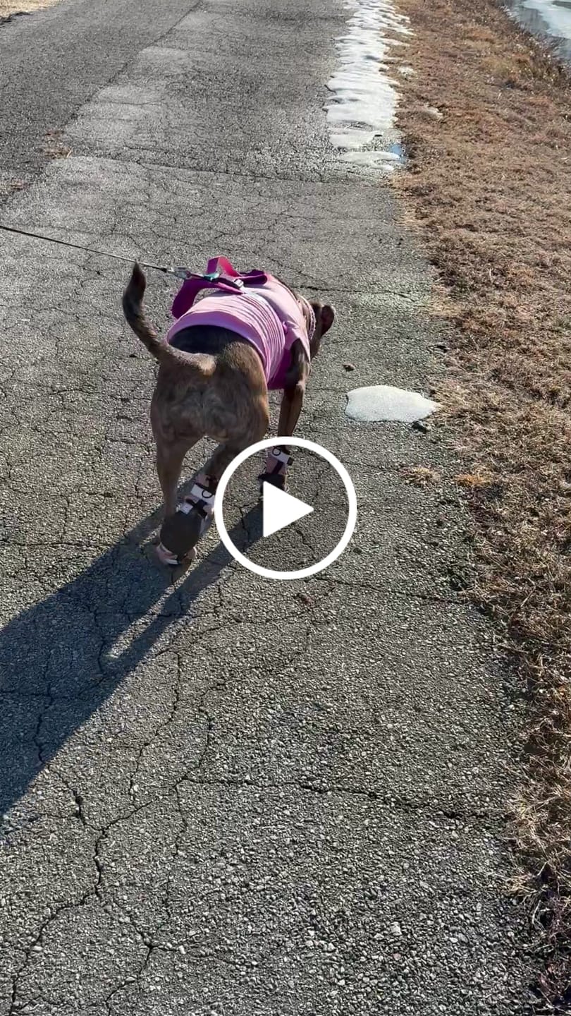 Customer video review of Flex Shell Waterproof Dog Boots - Pink