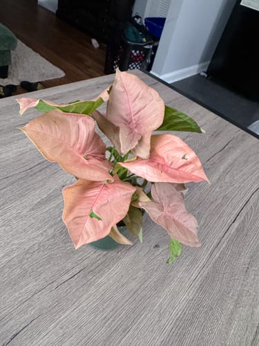 Customer's Syngonium Neon Pink plant, showing off its healthy pink leaves on a table.