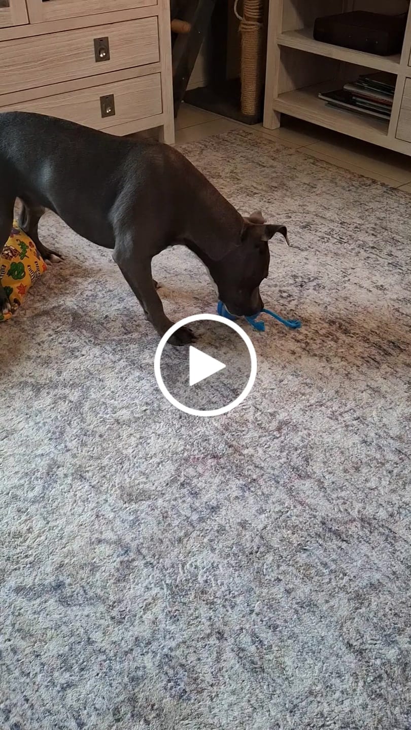 Customer video review of The Chase Buddy – Keep Your Dog Calm, Engaged & Satisfied (Even When You’re Busy)