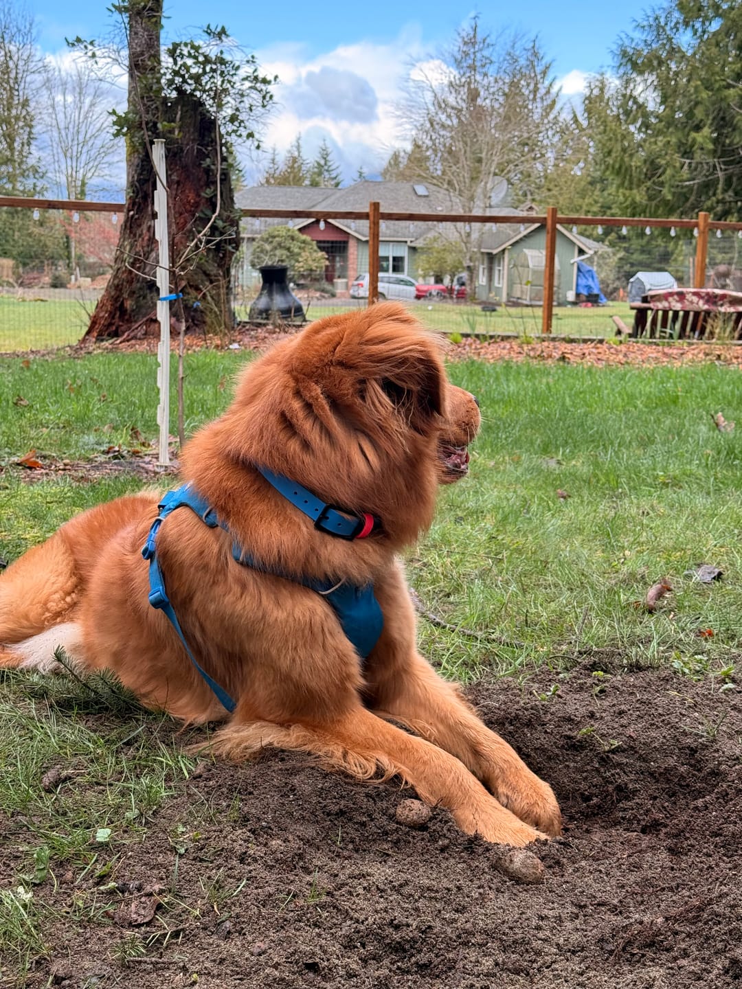 Customer photo review of Denali Center Ring Collar