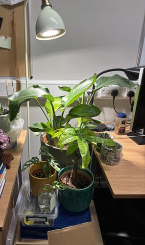 Customer photo review of Pianta 30 Grow Light LED Bulb