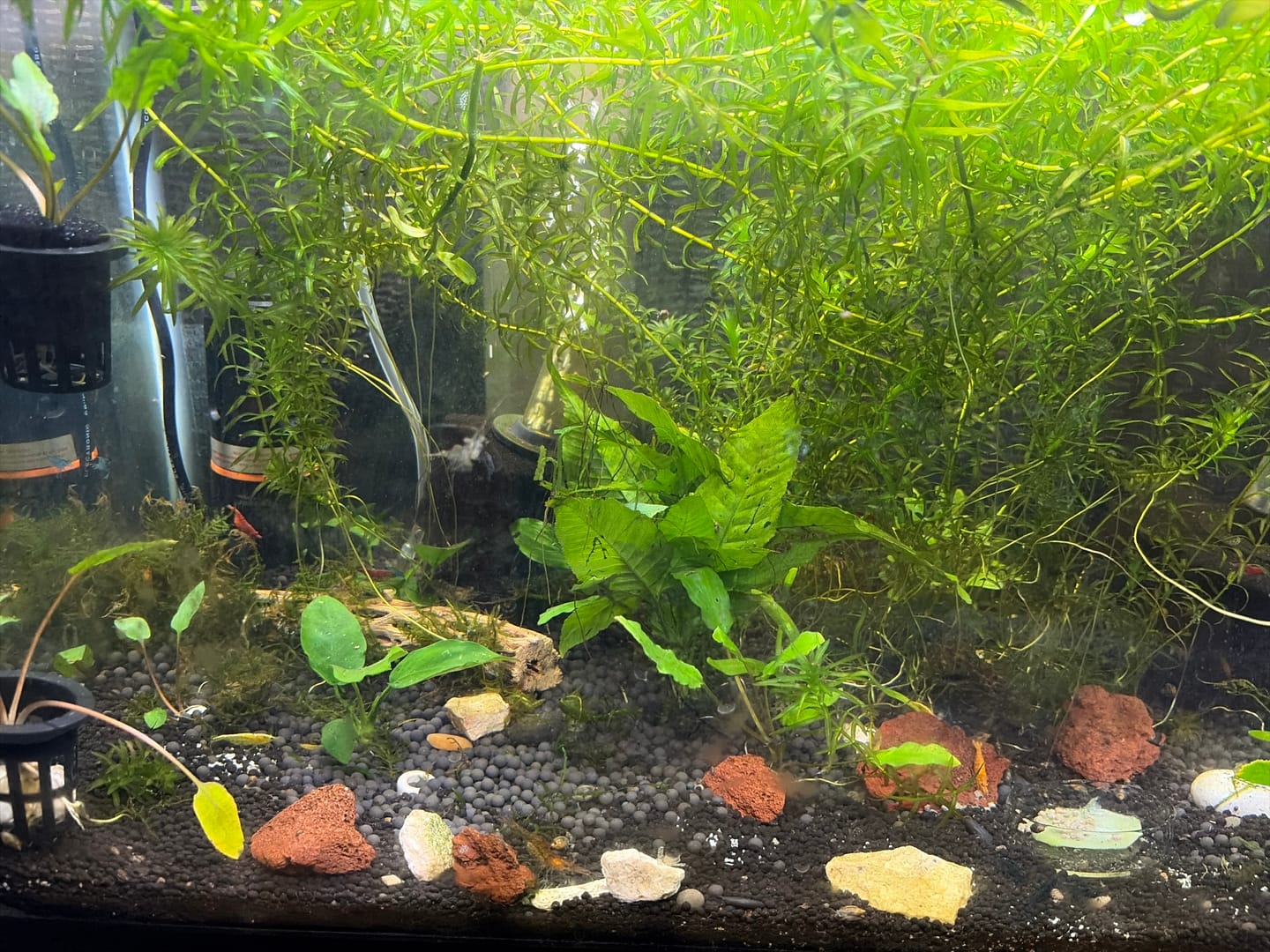 Customer photo review of Bacopa Monnieri 'Moneywort'