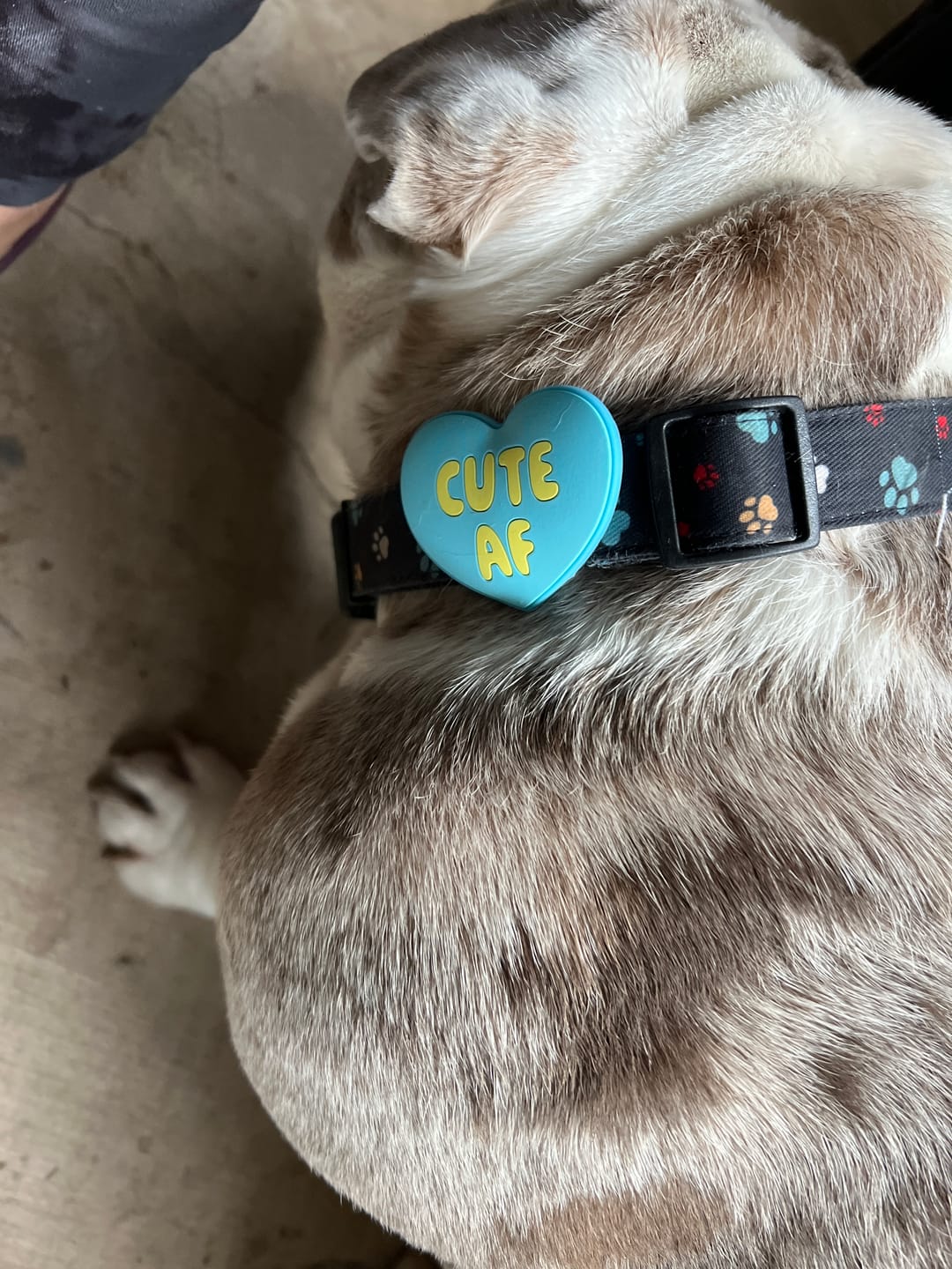Customer photo review of Woof Jiby Dog Charm