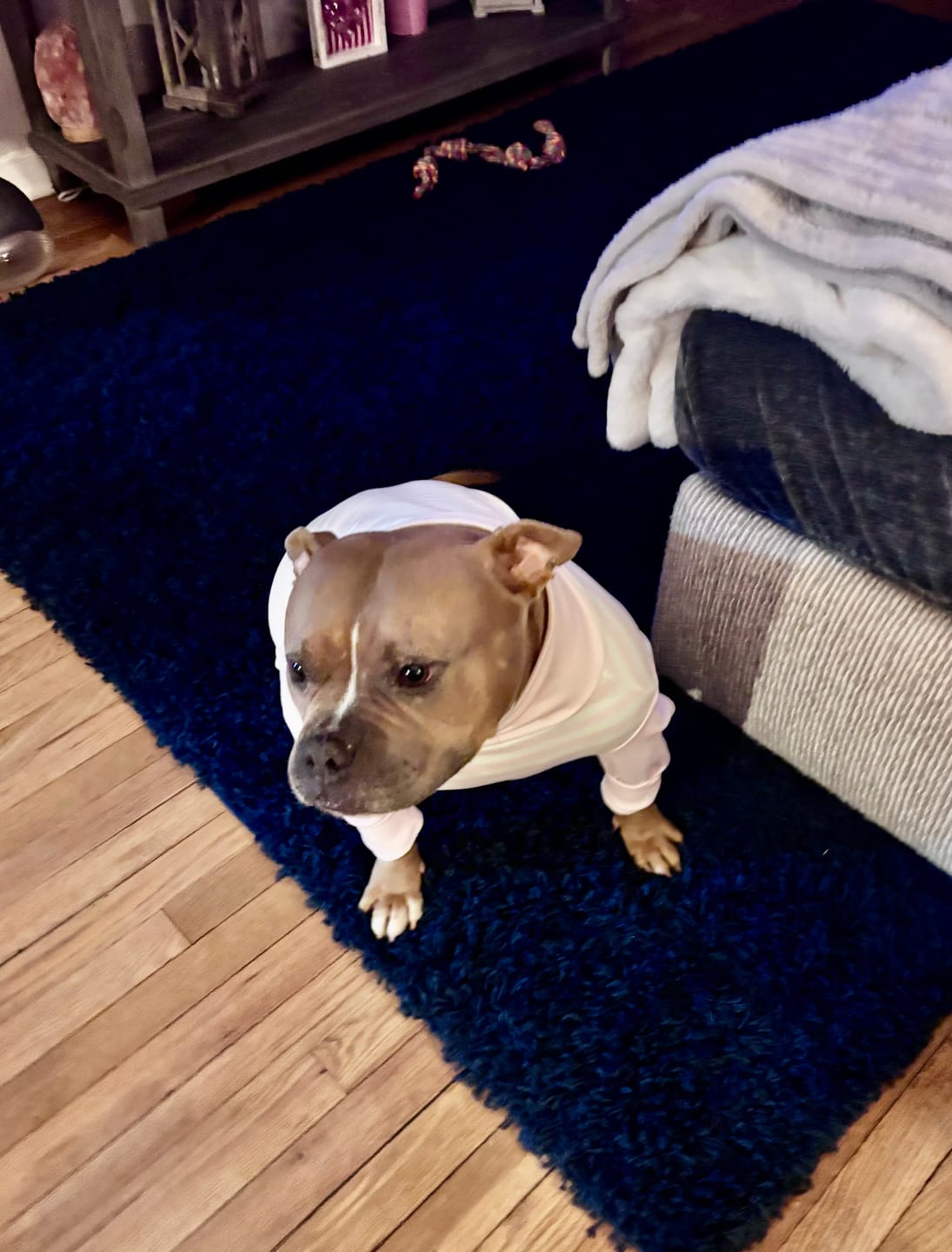 Customer photo review of Dog Pajama - Pink Stripes