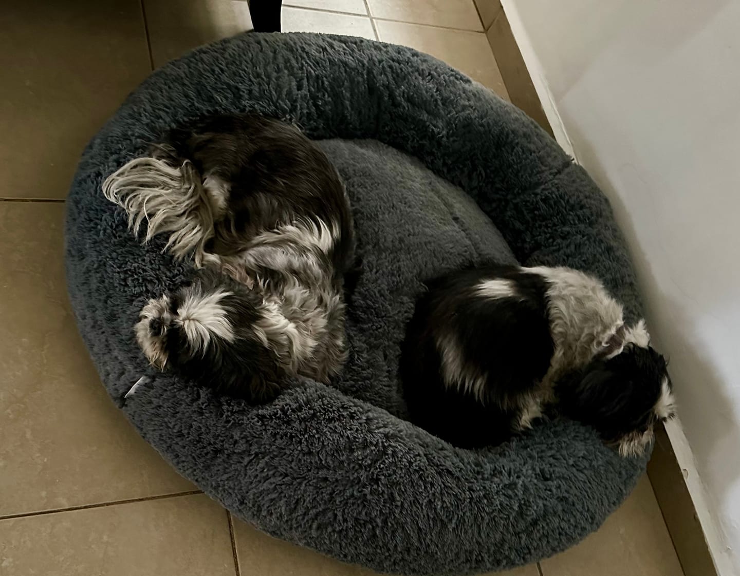 Customer photo review of Funda Original para Cama Antiestrés para Perros