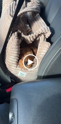 Customer video review of Se hai richiesto il ricamo questo è il suo costo (NON RIMUOVERE)