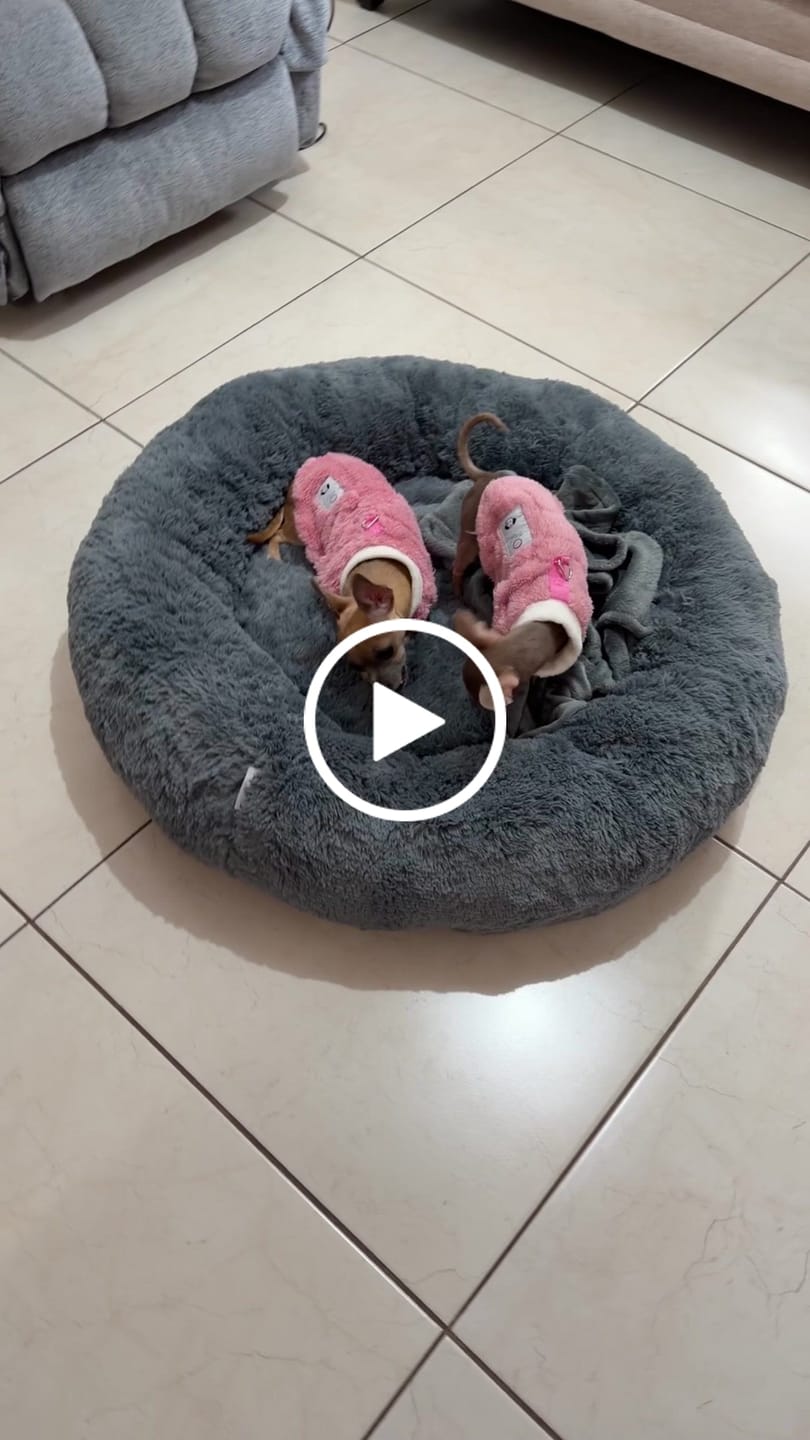 Customer video review of Manta Relajante para Mascotas