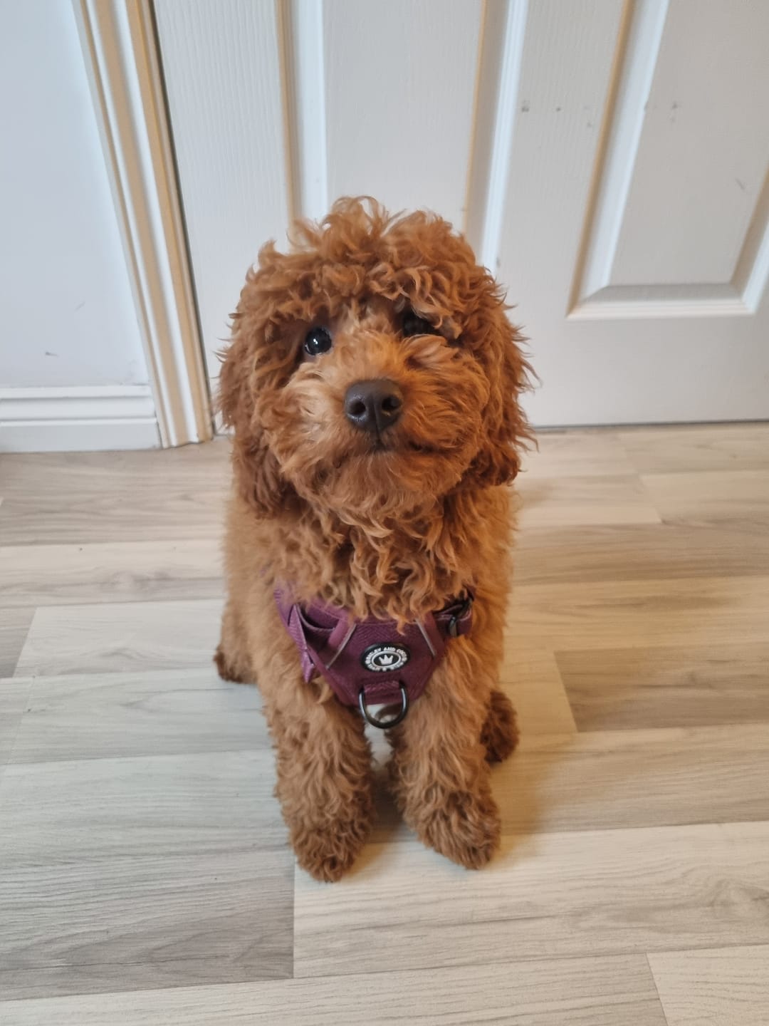 Customer photo review of Trail & Glow® Dog Harness - Mulberry Tweed